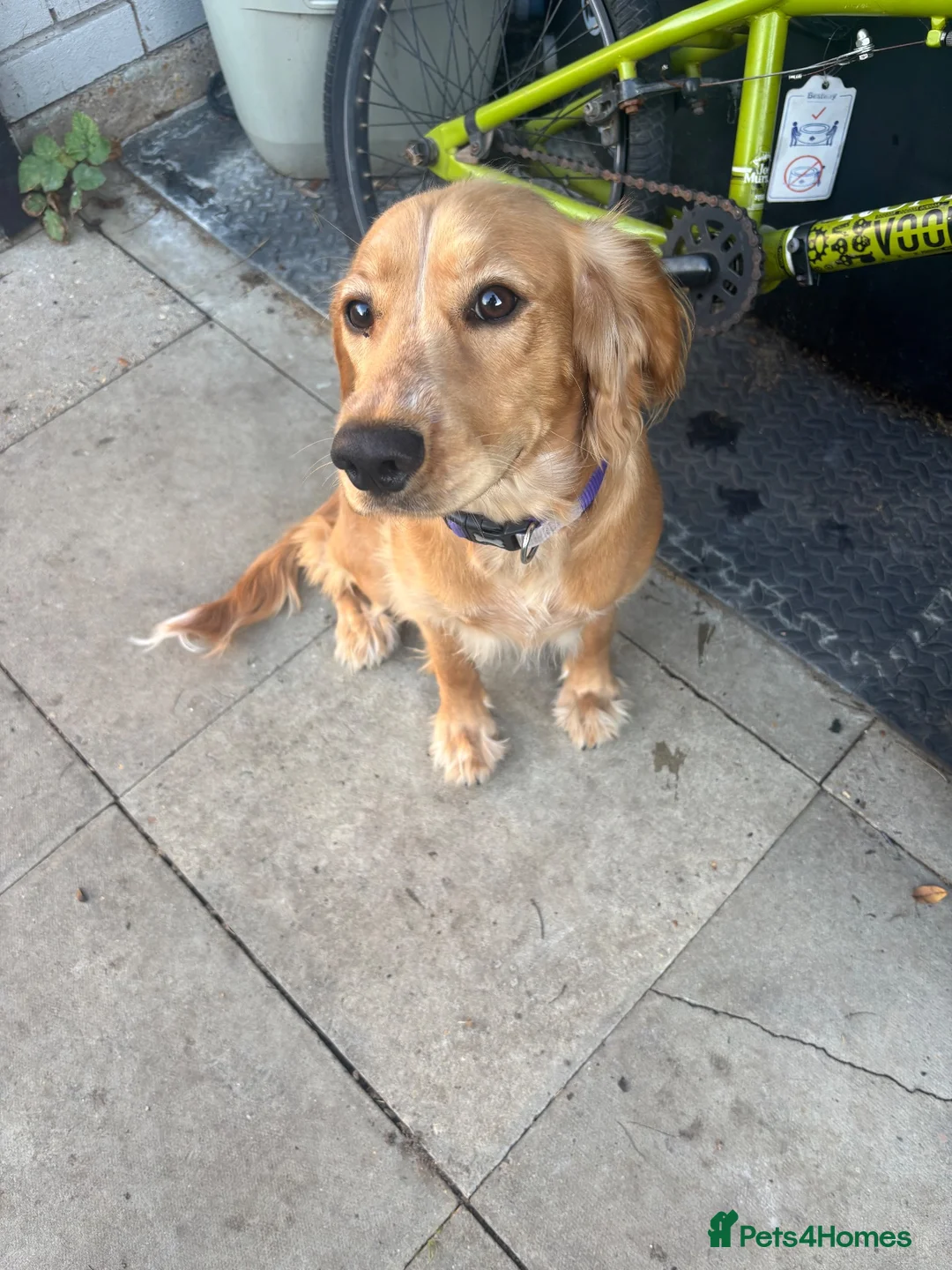 Cocker Spaniel dogs for sale: Golden cocker spaniel  in Cambridge - Advert 2