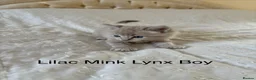 Ragdoll cats for sale: REDUCED!!!  TRADITIONAL, MINK AND SOLID RAGDOLLS - Advert 1