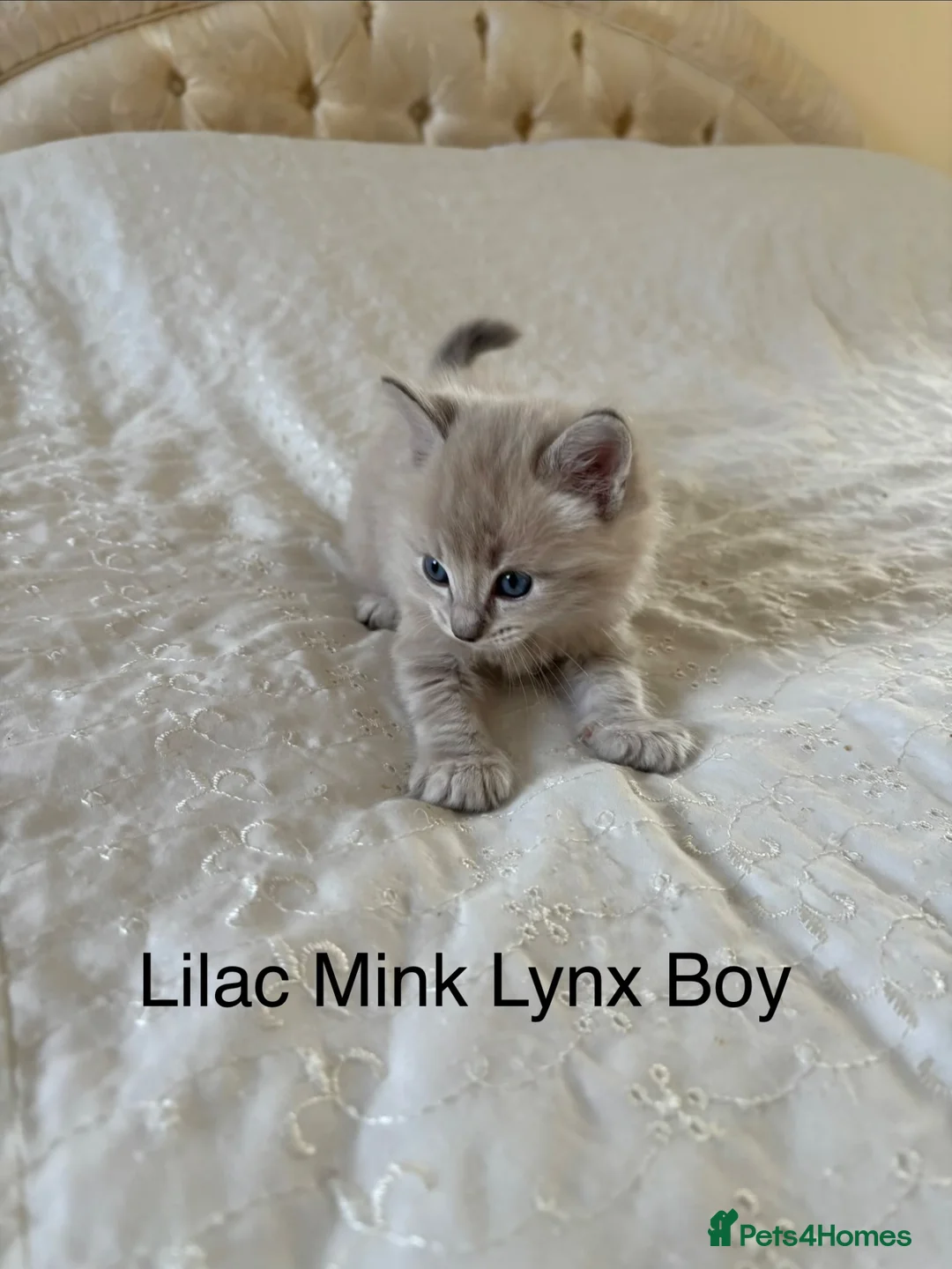 Ragdoll cats for sale: REDUCED!!!  TRADITIONAL, MINK AND SOLID RAGDOLLS - Advert 1