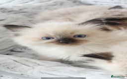 Ragdoll cats for sale: INDOOR FULL PEDIGREE RAGDOLL KITTENS - Image 29