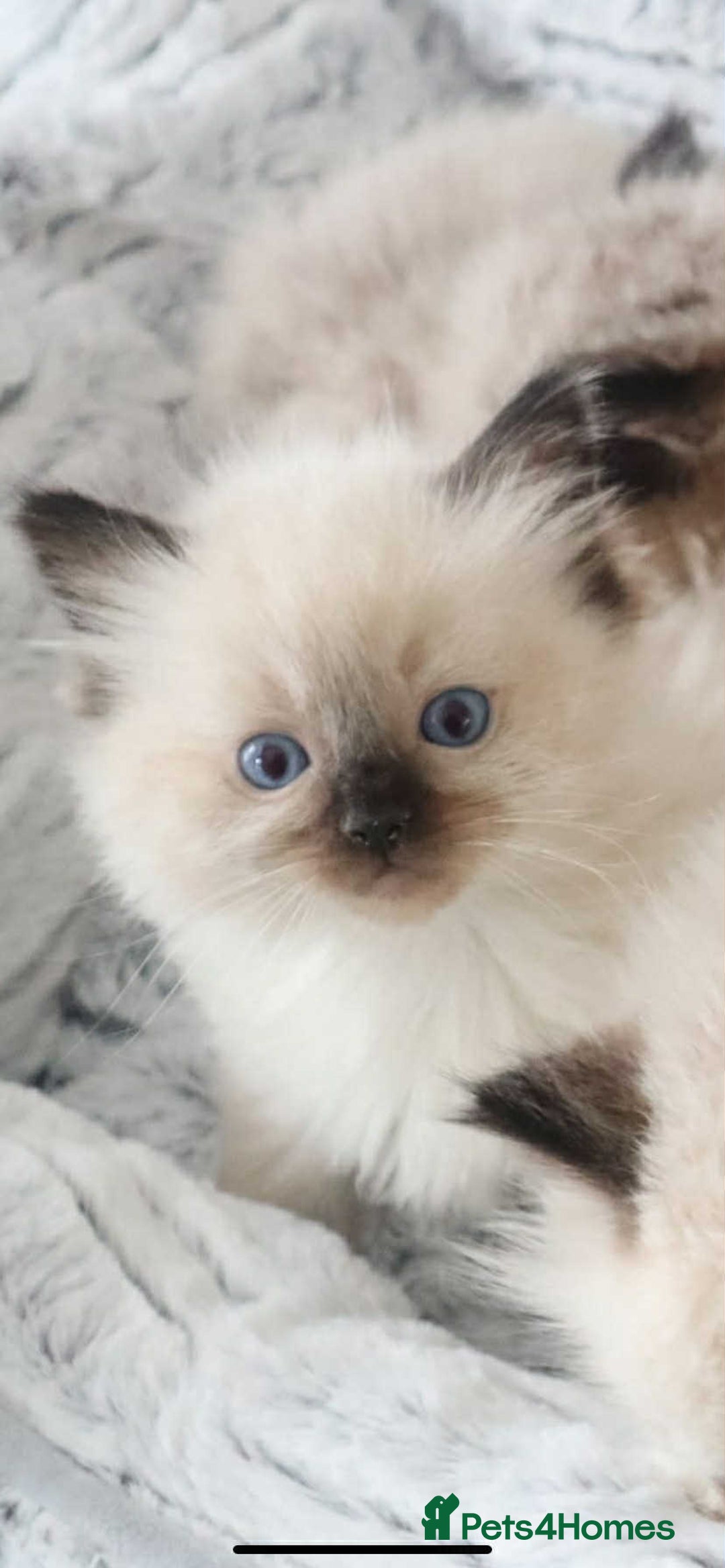 Ragdoll cats for sale: INDOOR FULL PEDIGREE RAGDOLL KITTENS - Image 29