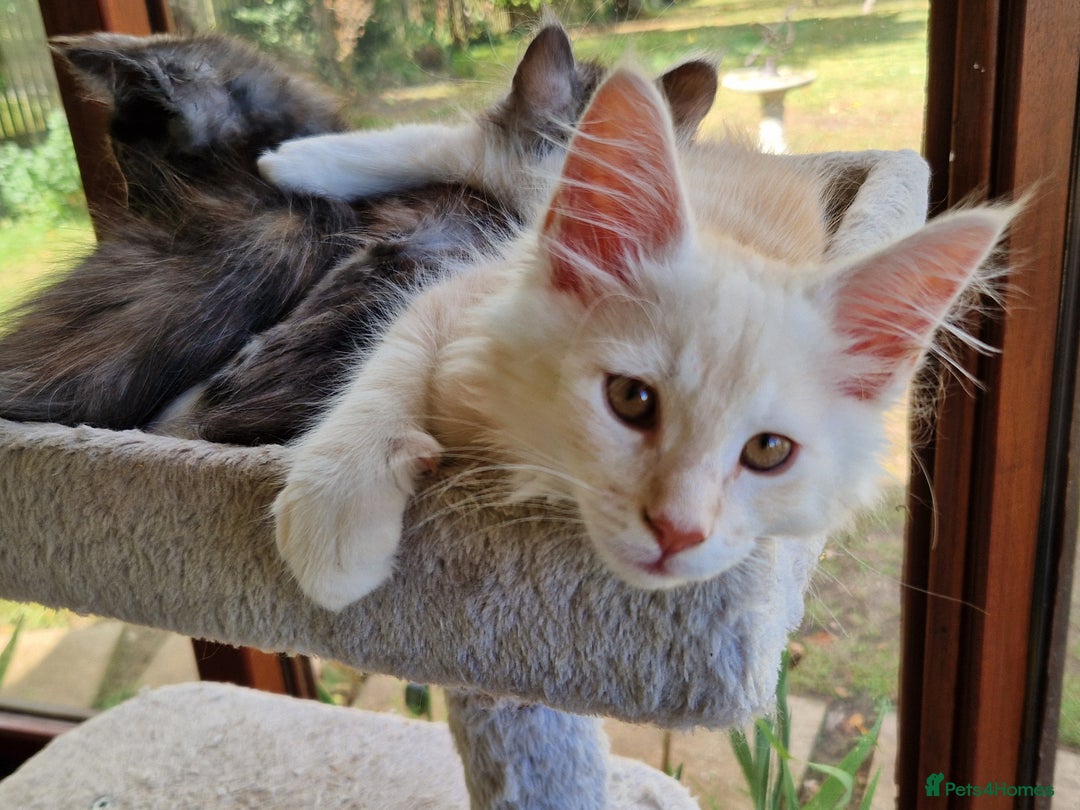 Maine Coon cats for sale: Stunning Maine Coon kittens - Image 19