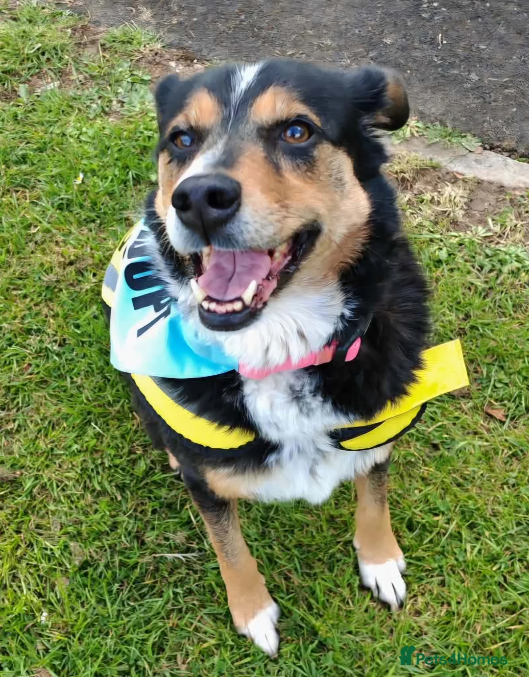 Mixed Breed dogs for adoption: Stunning Rosa in Taunton - Advert 2