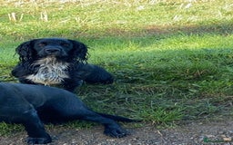 Cocker Spaniel dogs for stud: Cocker spaniel for stud  in Melton Mowbray - Image 3