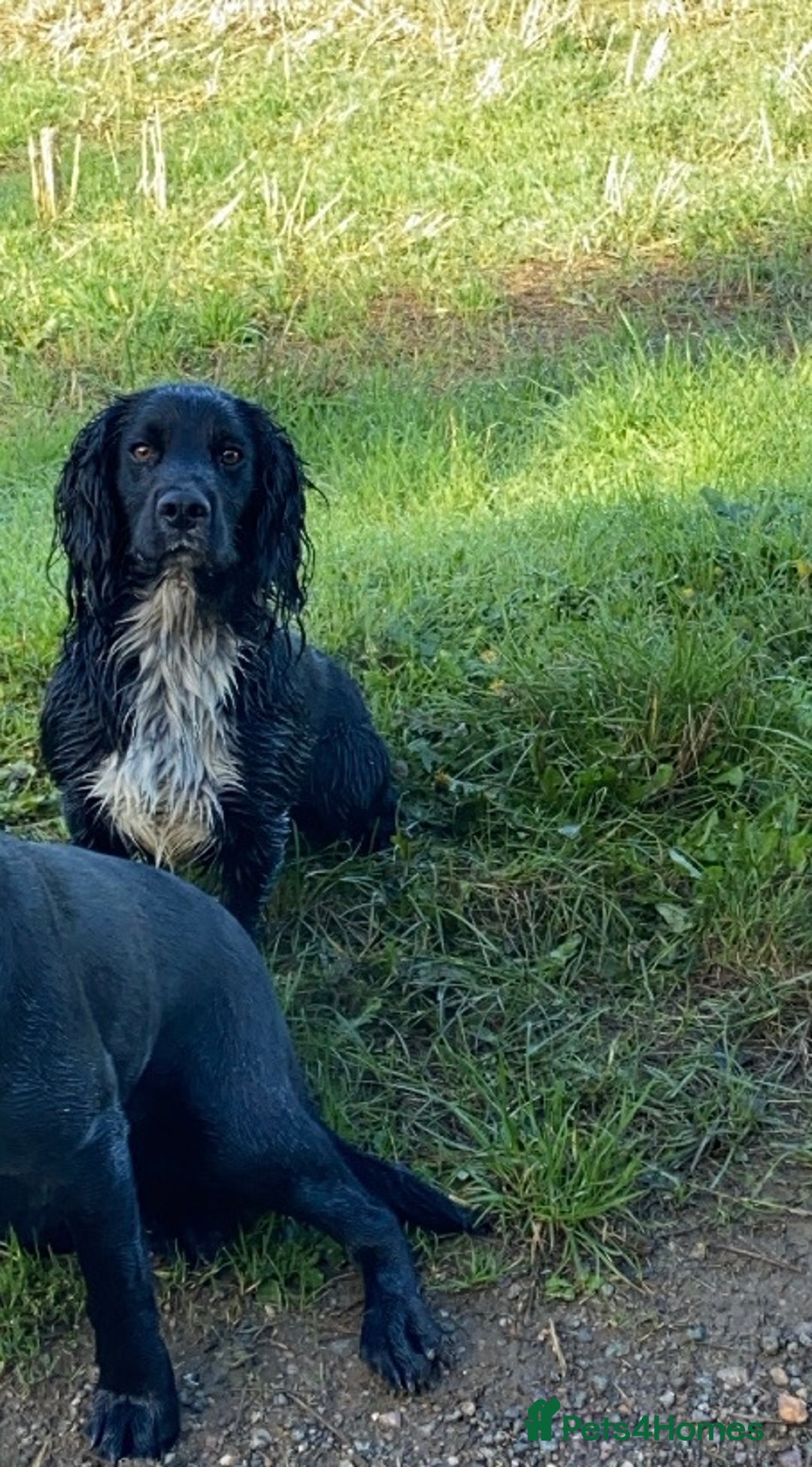 Cocker Spaniel dogs for stud: Cocker spaniel for stud  in Melton Mowbray - Image 3