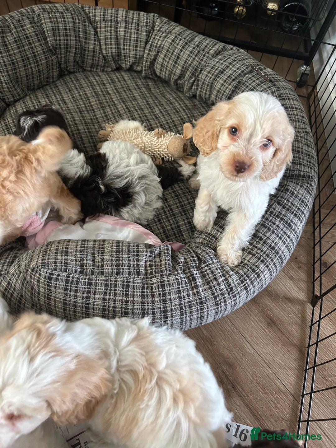 Cockapoo dogs for sale: F1 Cockapoo male pup 100% DNA HEALTHtested parents in Bolton - Image 7