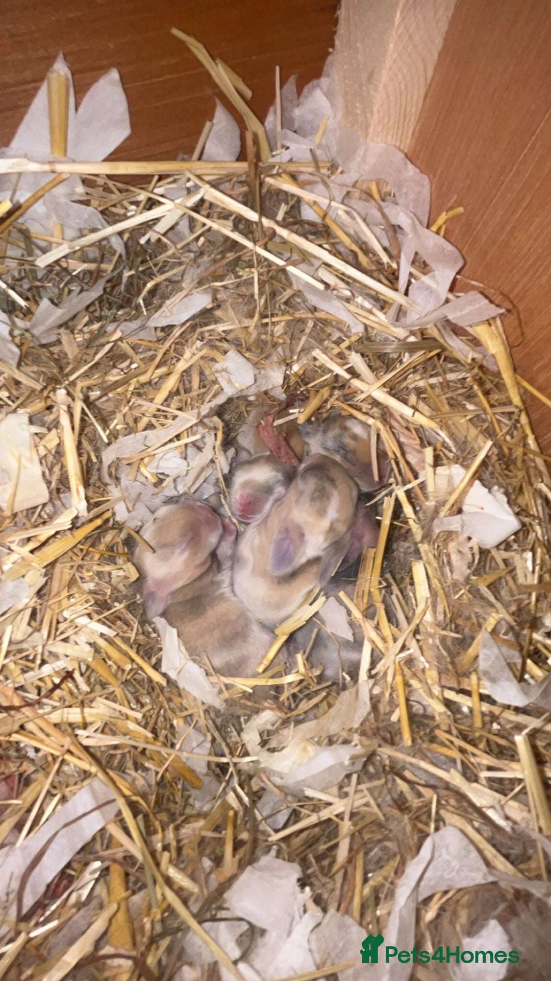 Mini Lop rabbits for sale: Gorgeous mini lip bunnies ready to go on 9thjan - Advert 3