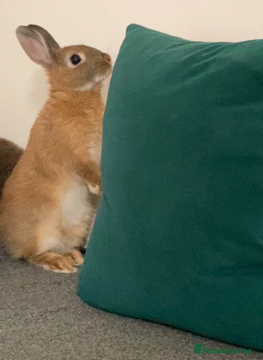 Netherland Dwarf rabbits for sale: Netherland & lionhead mix - Advert 2