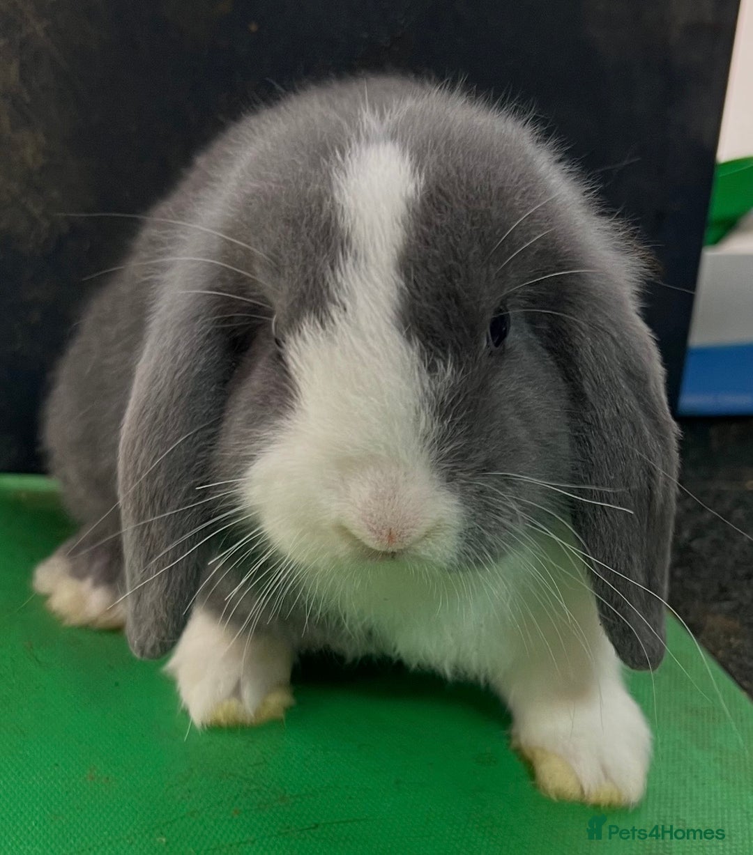Mini Lop rabbits for sale: Mini Lops for sale READY NOW - Advert 5