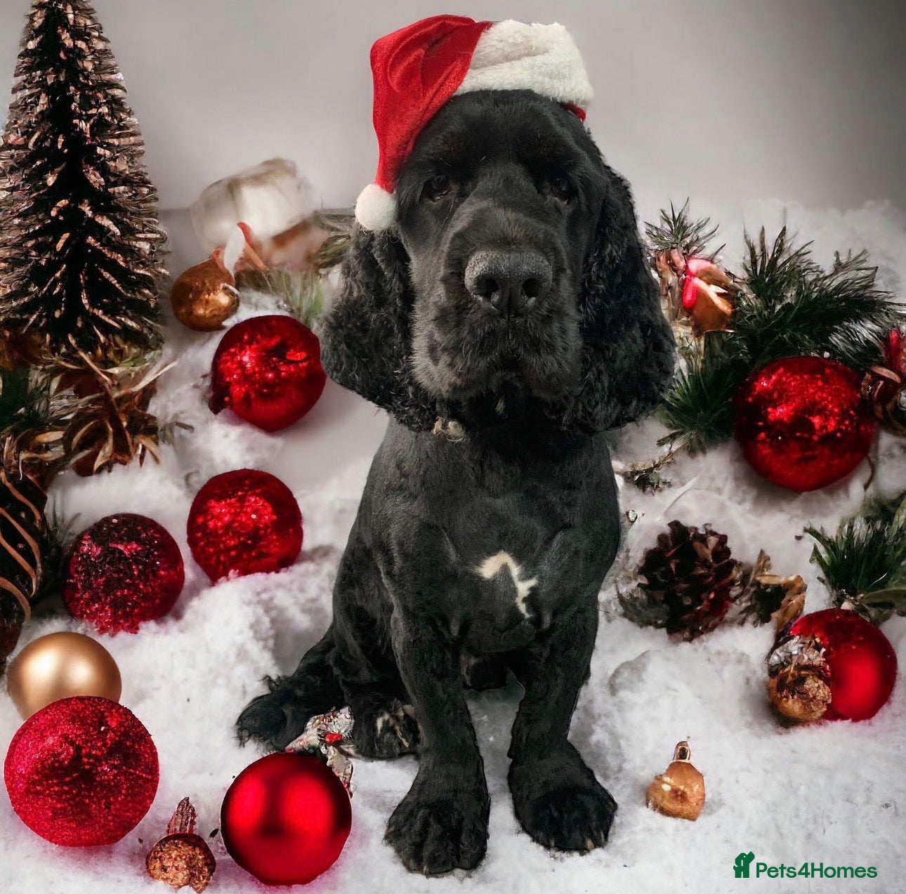 Cocker Spaniel dogs BUDDY- handsome cocker spaniel for stud - Advert 1