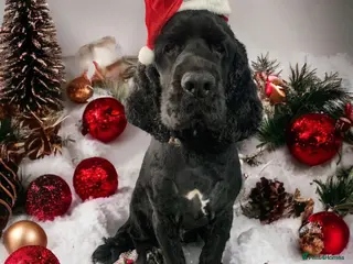 Cocker Spaniel dogs BUDDY- handsome cocker spaniel for stud - Advert 1