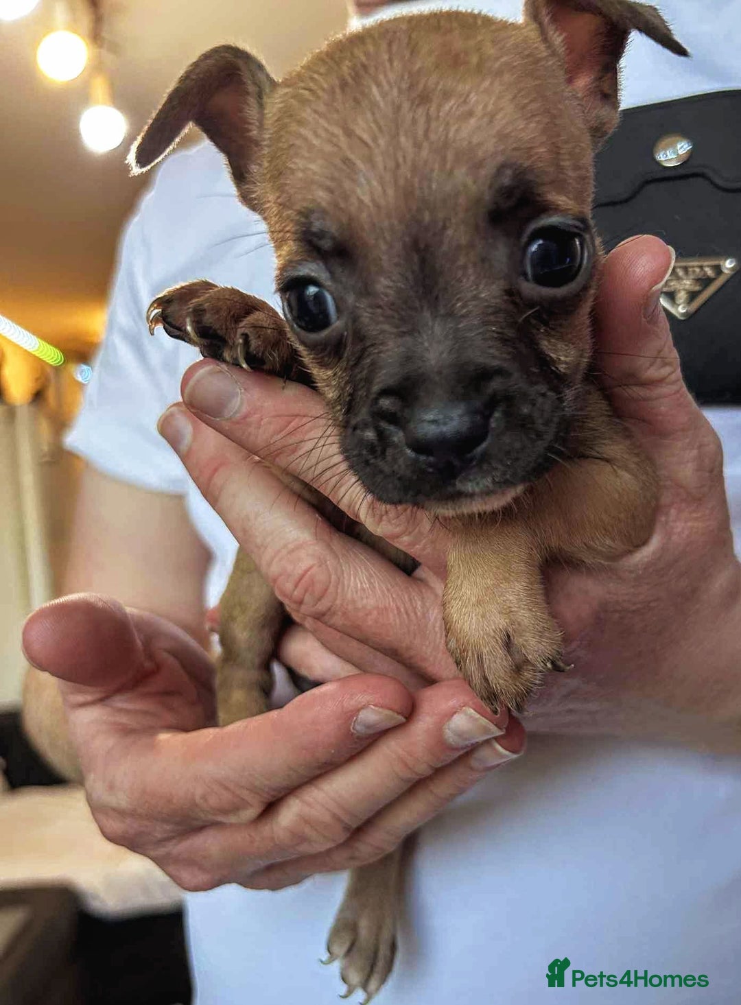 Mixed Breed dogs for sale: French Bulldog x Staffie Puppies - Rare colours - Image 6