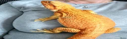 Bearded Dragon reptiles for sale: Tango in Lincoln - Advert 1