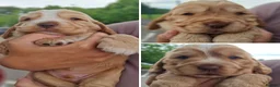 Cocker Spaniel dogs for sale: KC REG SHOW COCKER SPANIELS - Advert 6