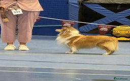 Shetland Sheepdog dogs for sale: Shetland sheepdog Shaded sable & white males - Image 6
