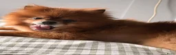 Pomeranian dogs for sale: 8 year old Pomeranian boy  in Doncaster - Advert 1