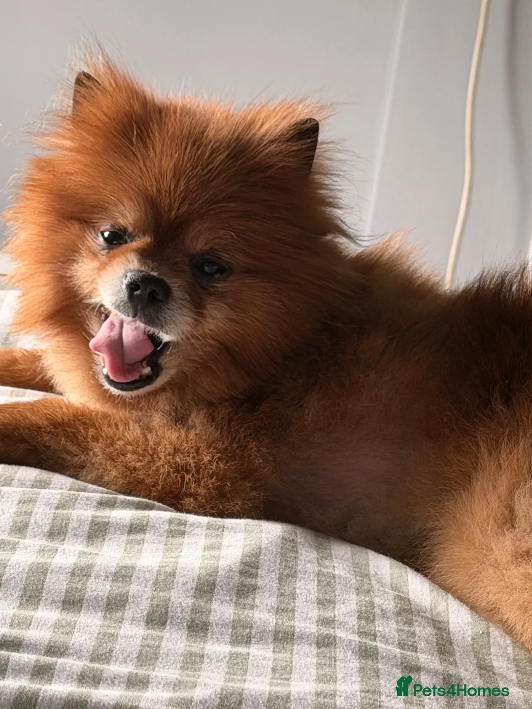 Pomeranian dogs for sale: 8 year old Pomeranian boy  in Doncaster - Advert 1