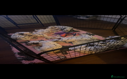 Dalmatian dogs for sale: Top quality show type Dalmatian pups 🐶  - Image 26