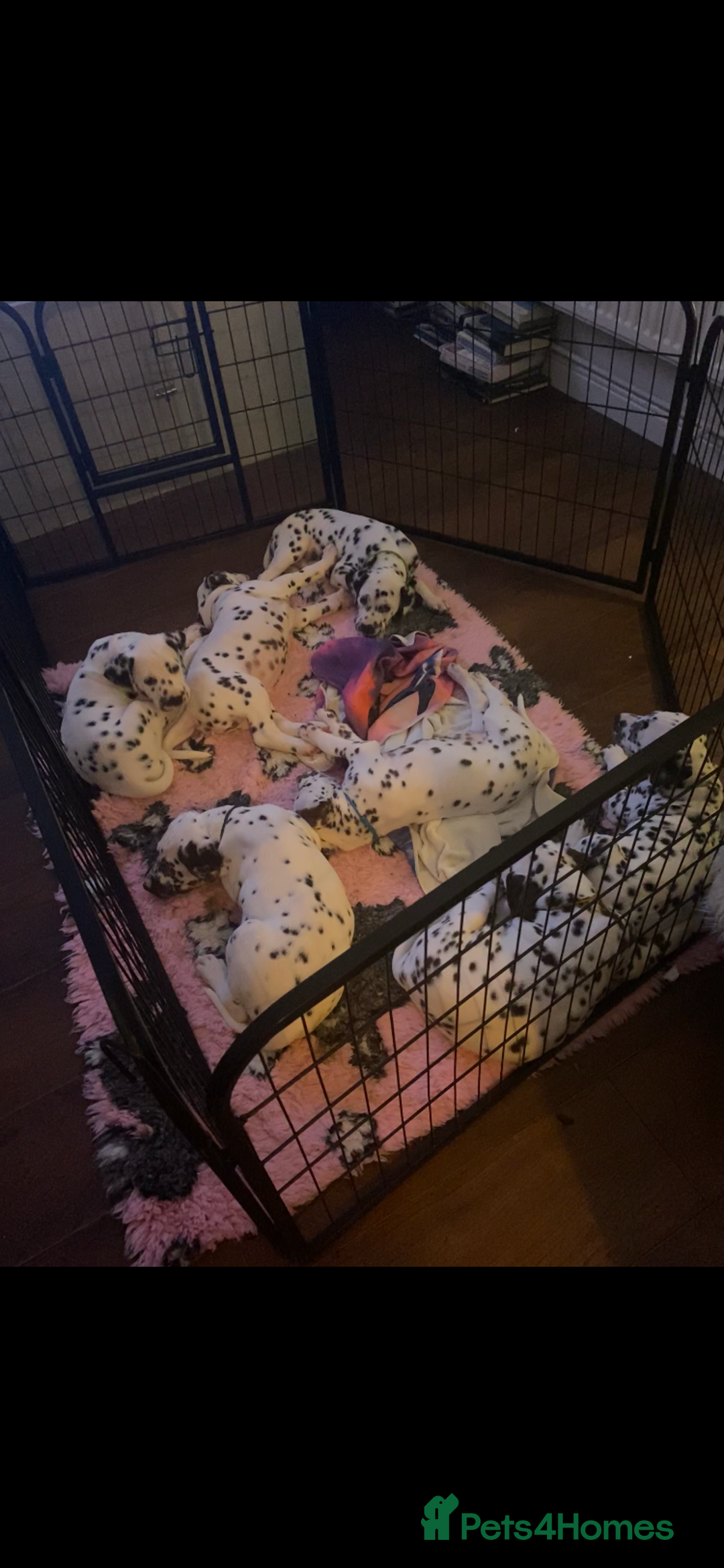 Dalmatian dogs for sale: Top quality show type Dalmatian pups 🐶  - Image 26