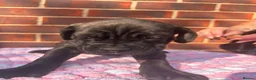 Cane Corso dogs for sale: 8 beautiful cane corso puppies  - Advert 9