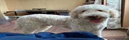 Labradoodle dogs for sale: Male Labradoodle - Advert 1