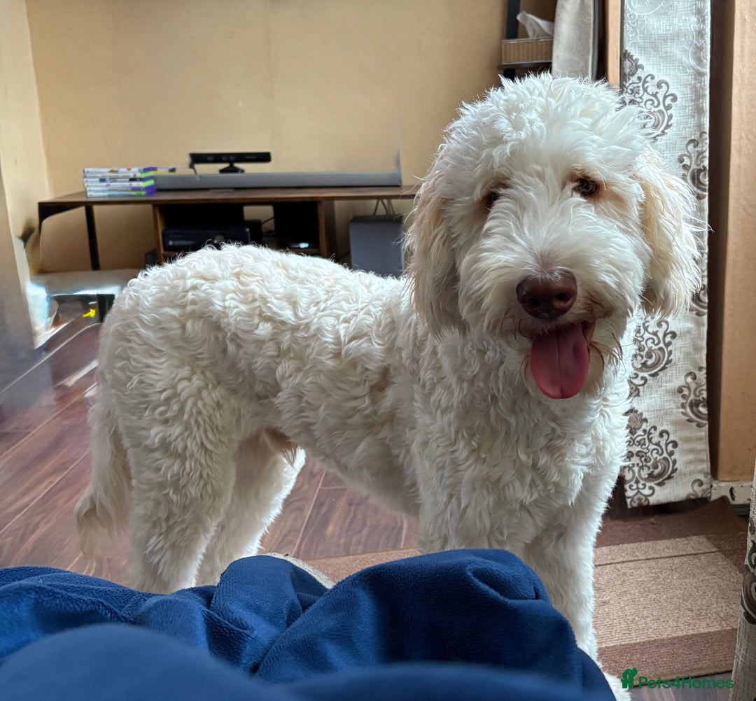 Labradoodle dogs for sale: Male Labradoodle - Advert 1