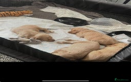 Cocker Spaniel dogs for sale: READY TO LEAVE 5 Golden Show Cocker Spaniels!  in Stanley - Image 8