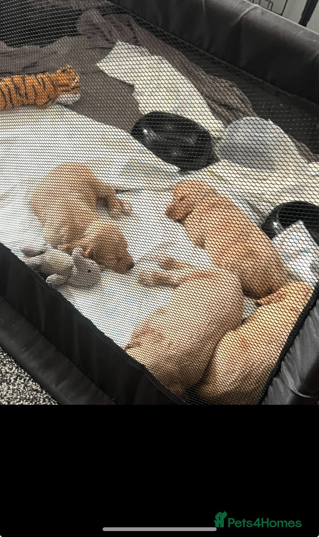 Cocker Spaniel dogs for sale: READY TO LEAVE 5 Golden Show Cocker Spaniels!  in Stanley - Image 8