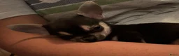 Chihuahua dogs for sale: brown and tanned full bread chihuahua puppys - Advert 5
