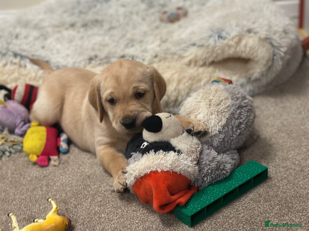 Golden Retriever dogs for sale: Friendly happy healthy, stunning puppies  - Advert 3