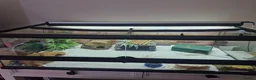 Leopard Gecko reptiles for sale: Beautiful leopard gecko ( with full set up) - Advert 5