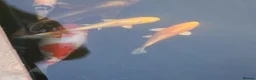 Koi Carp fish for sale: 5 koi and 1 orange orf  - Advert 3