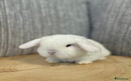 Mini Lop rabbits for sale: Pure mini lops  - Image 4