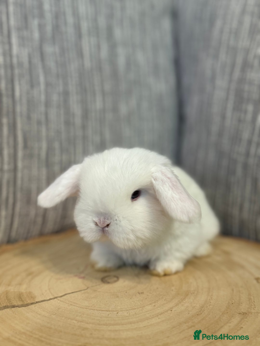 Mini Lop rabbits for sale: Pure mini lops  - Image 4