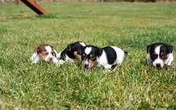 Jack Russell dogs for sale: Jack Russel puppies for sale  - Image 12