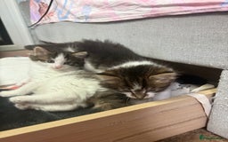 Mixed Breed cats for sale: Kittens for adoption  - Image 1