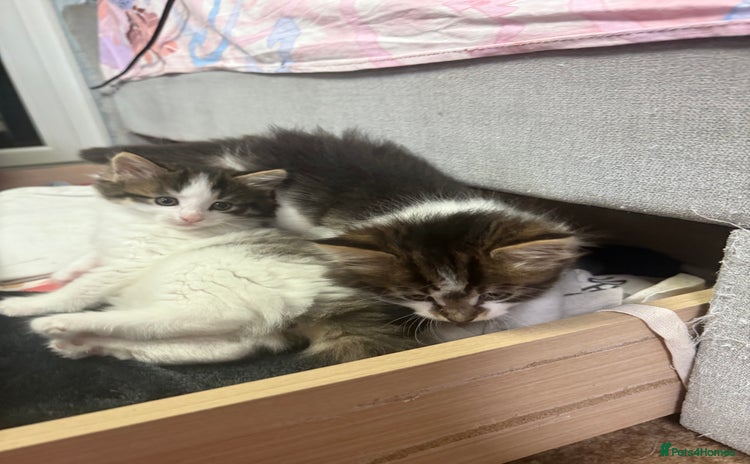 Mixed Breed cats - Advert 5