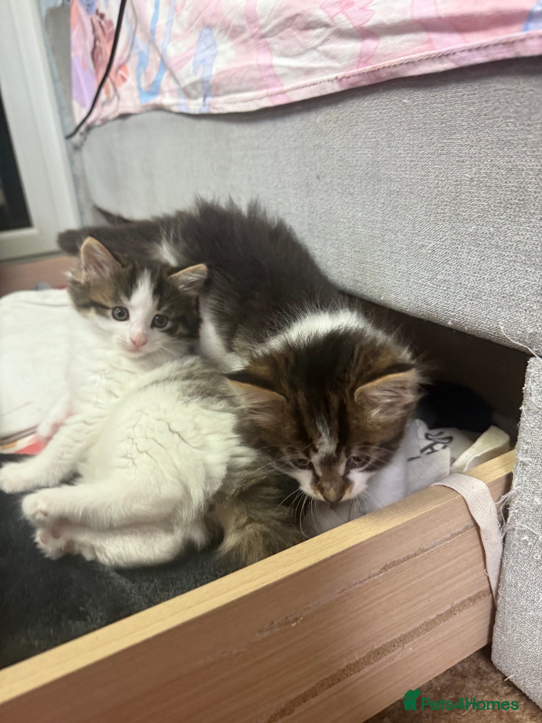 Mixed Breed cats for sale: Kittens for adoption  - Image 1