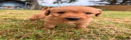 Labradoodle dogs for sale: Labradoodle puppies  in Banchory - Advert 6