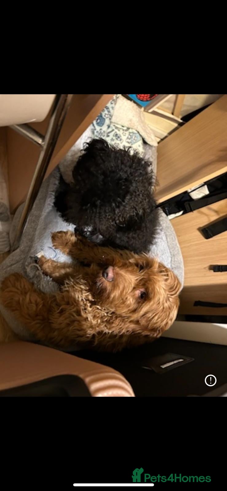 Cockapoo dogs Cockapoo puppies - Advert 6