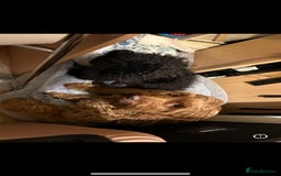 Cockapoo dogs for sale: Cockapoo puppies - Advert 1