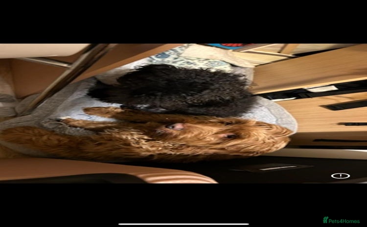 Cockapoo dogs Cockapoo puppies - Advert 1