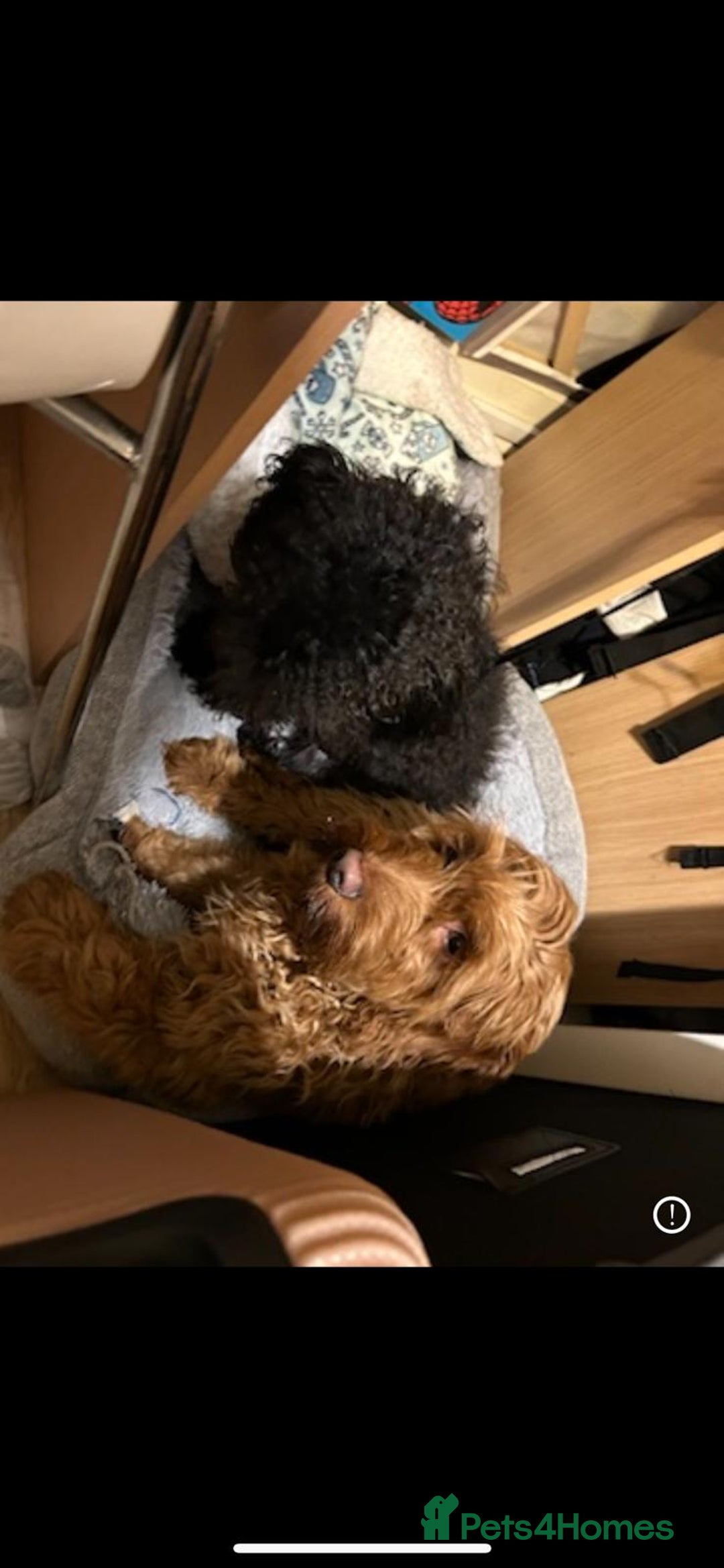 Cockapoo dogs for sale: Cockapoo puppies - Advert 1