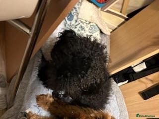 Cockapoo dogs Cockapoo puppies - Advert 7