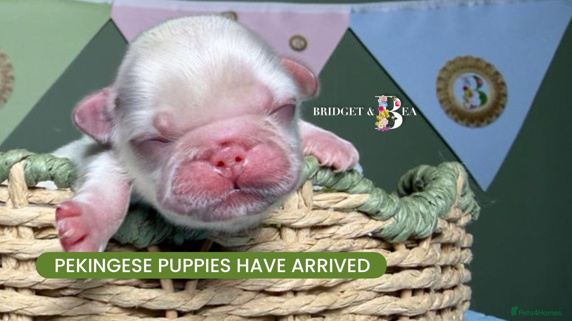 Pekingese dogs 🩷PUPPIES HAVE ARRIVED💙 - Advert 1