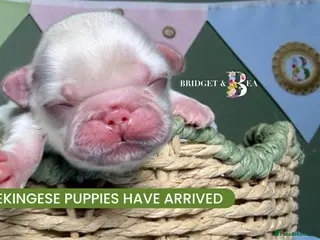 Pekingese dogs 🩷PUPPIES HAVE ARRIVED💙 - Advert 18