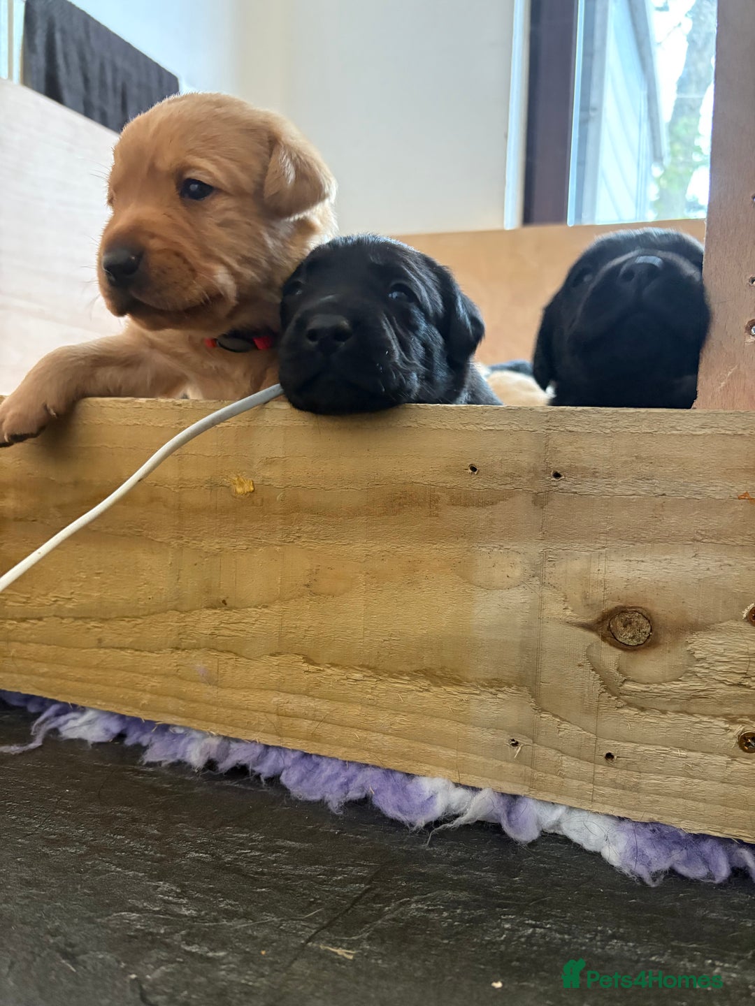 Labrador Retriever dogs for sale: Labrador puppies.  - Advert 17