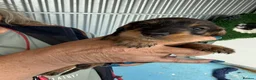 Dachshund dogs for sale: Wired Hair Dachshund Teckle Puppies - Advert 5