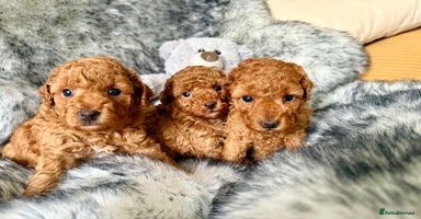 Toy Poodle dogs - Advert 5