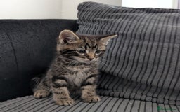Mixed Breed cats for sale: Kitten  - Image 3